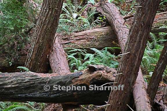 gulch view logs 1 graphic